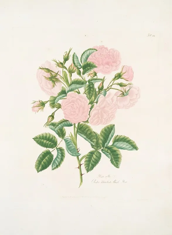 Rosa Alba Wall Art by Mary Lawrance - High-Resolution Digital Print
