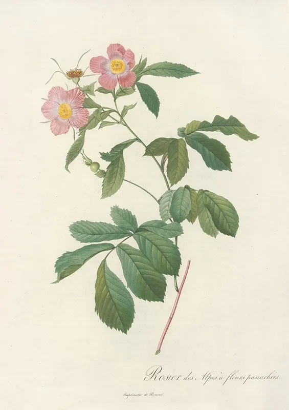 Rosa Alpina Flore Variegato Wall Art by Pierre Joseph Redouté - High-Resolution Digital Print