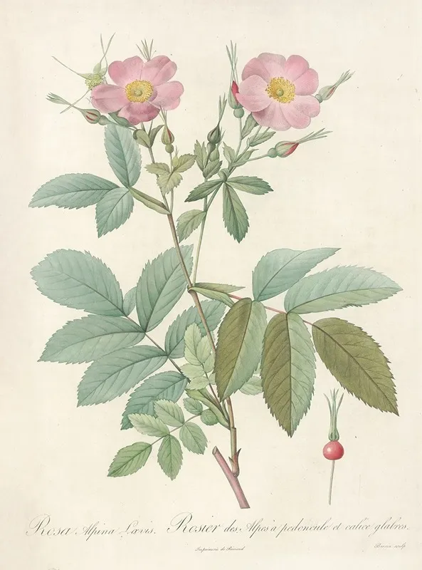 Rosa Alpina Laevis Wall Art by Pierre Joseph Redouté - High-Resolution Digital Print