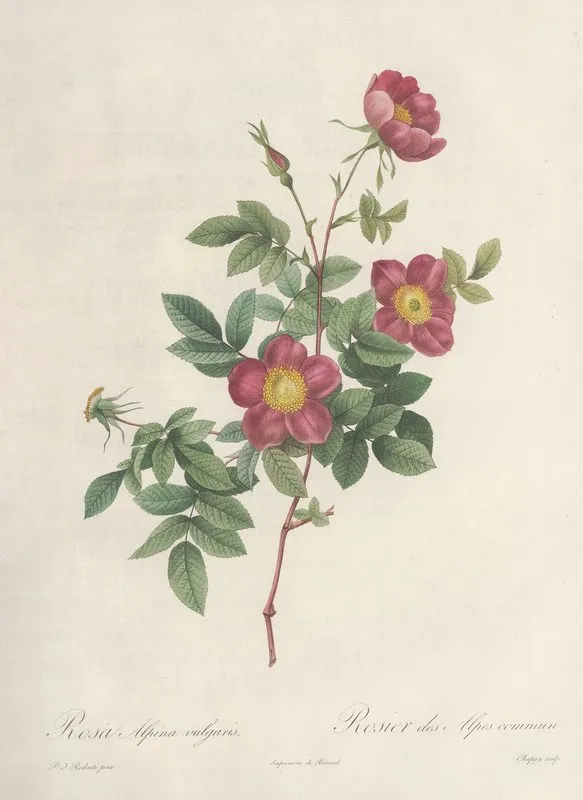 Rosa Alpina Vulgaris Wall Art by Pierre Joseph Redouté - High-Resolution Digital Print