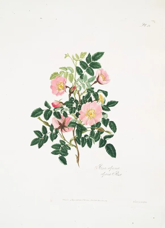 Rosa Alpina Wall Art by Mary Lawrance - High-Resolution Digital Print
