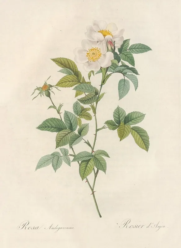 Rosa Andegavensis Wall Art by Pierre Joseph Redouté - High-Resolution Digital Print