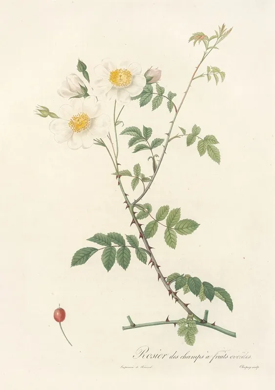 Rosa Arvensis Ovata Wall Art by Pierre Joseph Redouté - High-Resolution Digital Print
