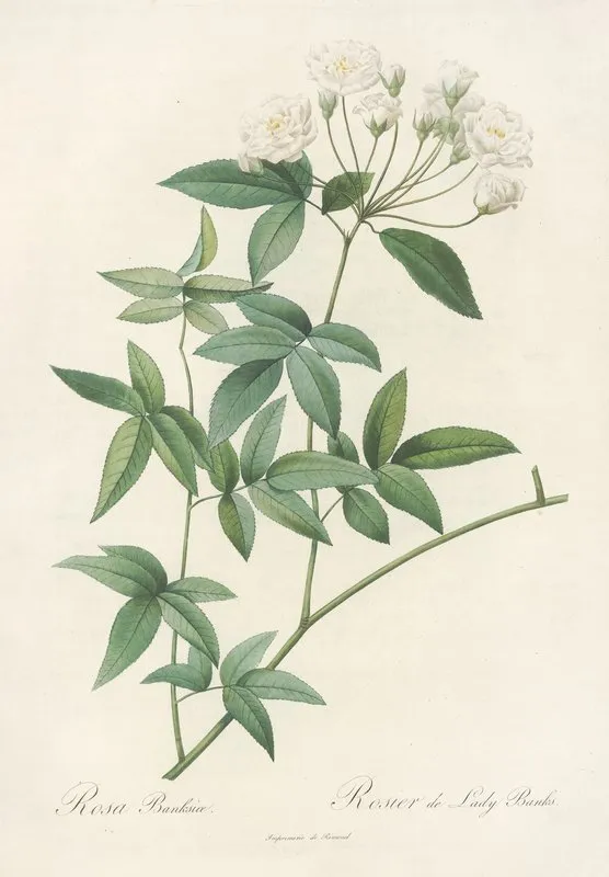 Rosa Banksiae Wall Art by Pierre Joseph Redouté - High-Resolution Digital Print