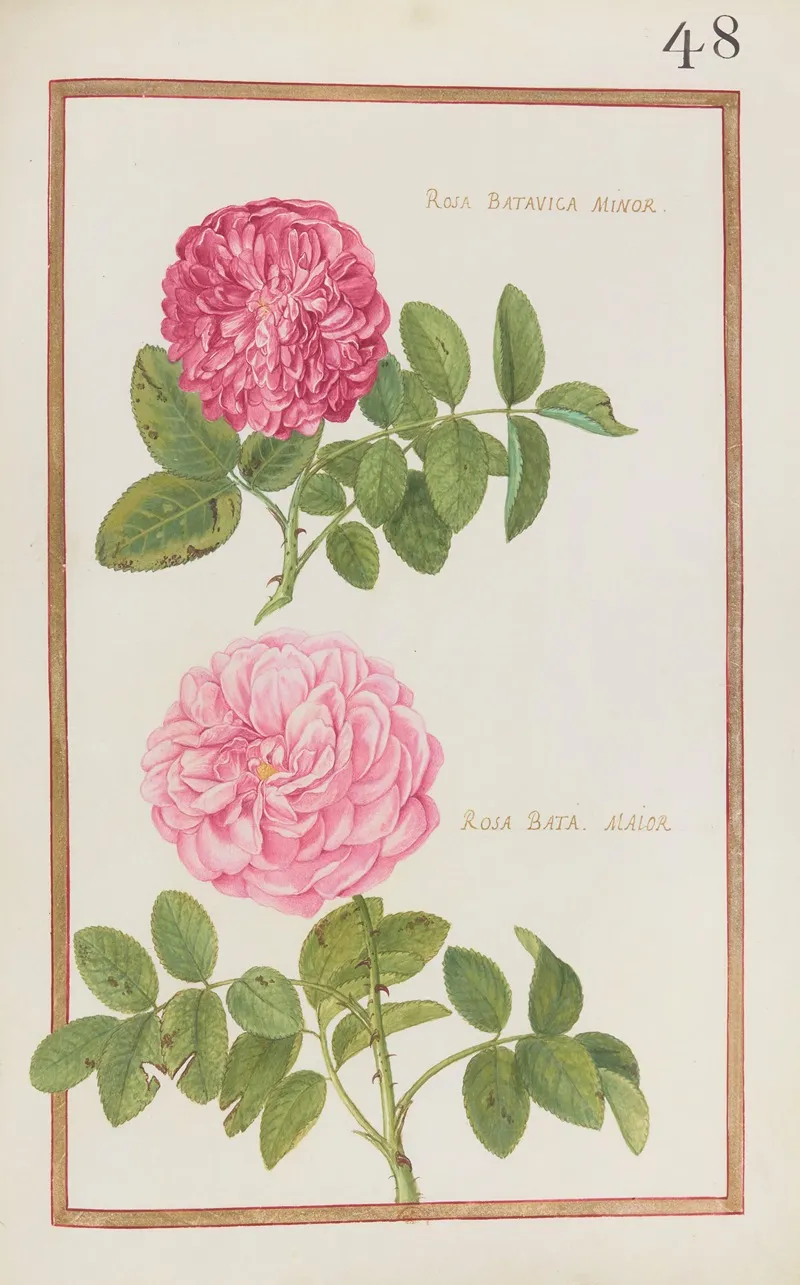 Rosa Batavica Minor Rosa Bata Maior Wall Art by Daniel Rabel - High-Resolution Digital Print