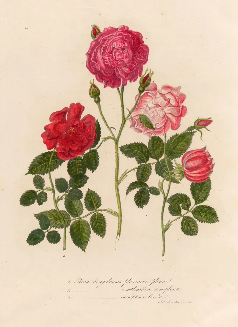 Rosa Bengalensis Phoenicca Plena And 2 Rosa Bengalensis Amethystina Semiplena And 3 Rosa Bengalensis Semiplena Lucida Wall Art by Gaetano Savi - High-Resolution Digital Print