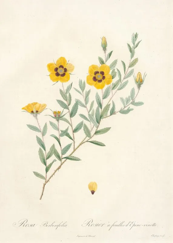 Rosa Berberifolia Wall Art by Pierre Joseph Redouté - High-Resolution Digital Print