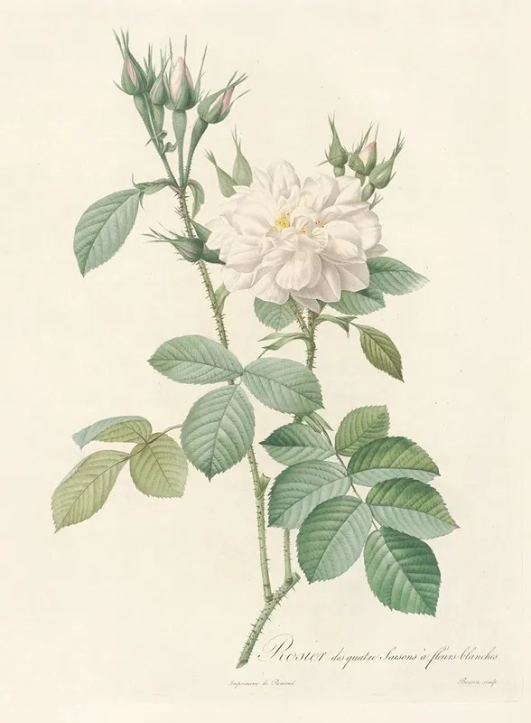 Rosa Bifera Alba Wall Art by Pierre Joseph Redouté - High-Resolution Digital Print