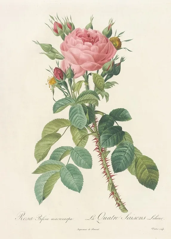 Rosa Bifera Macrocarpa Wall Art by Pierre Joseph Redouté - High-Resolution Digital Print