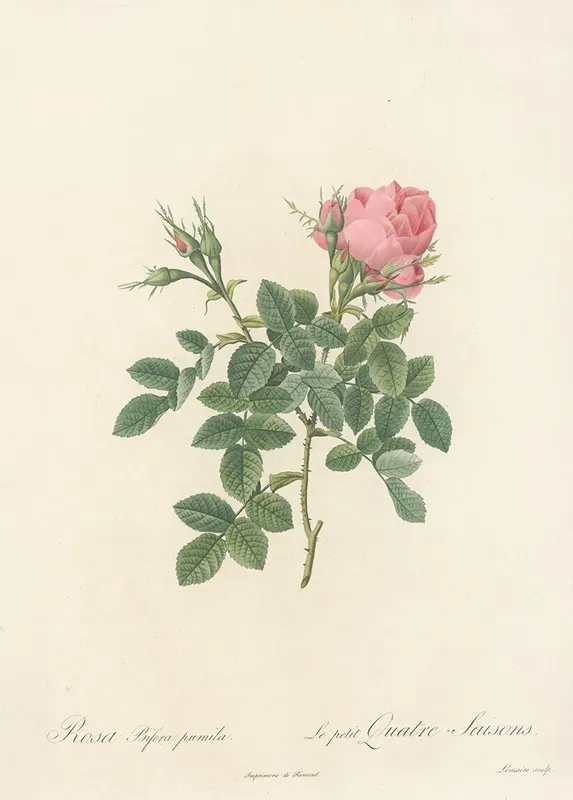 Rosa Bifera Pumila Wall Art by Pierre Joseph Redouté - High-Resolution Digital Print