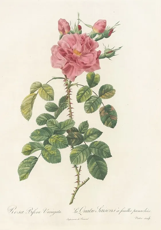 Rosa Bifera Variegata Wall Art by Pierre Joseph Redouté - High-Resolution Digital Print