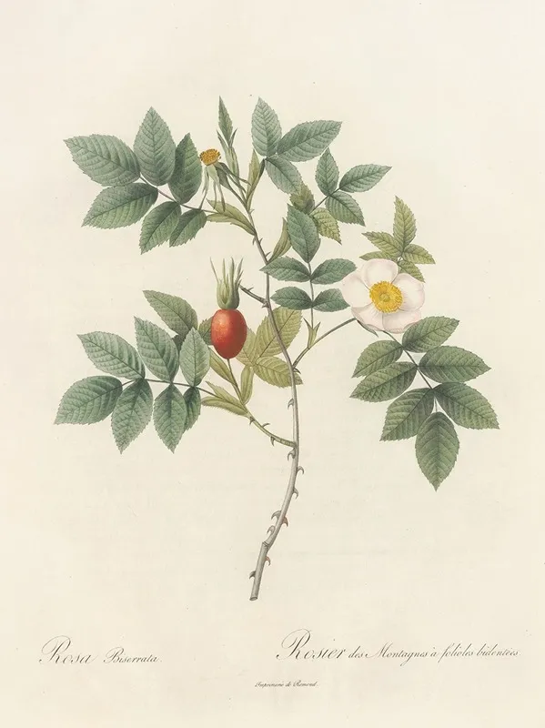 Rosa Biserrata Wall Art by Pierre Joseph Redouté - High-Resolution Digital Print