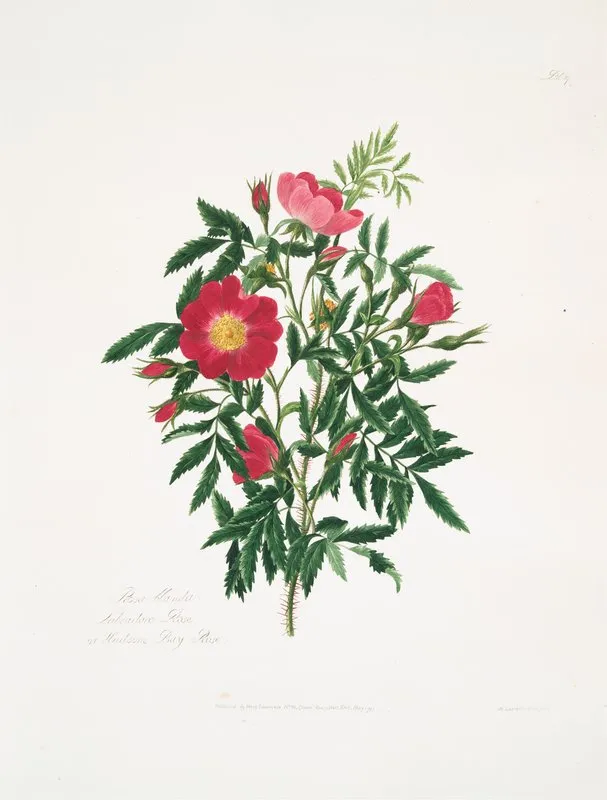 Rosa Blanda Wall Art by Mary Lawrance - High-Resolution Digital Print