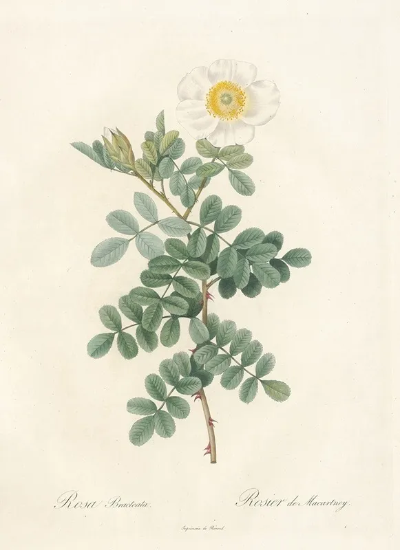 Rosa Bracteata Wall Art by Pierre Joseph Redouté - High-Resolution Digital Print