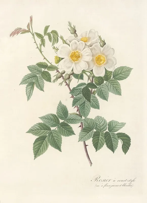 Rosa Brevistyla Leucochroa Wall Art by Pierre Joseph Redouté - High-Resolution Digital Print