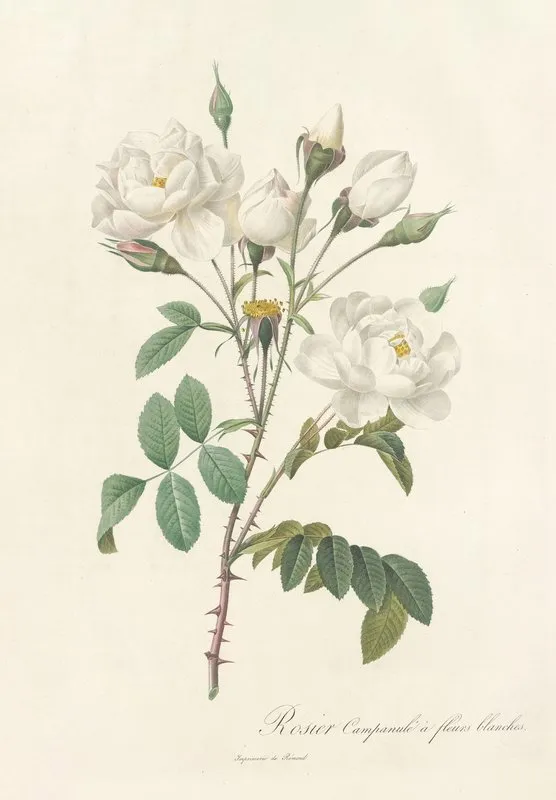 Rosa Campanulata Alba Wall Art by Pierre Joseph Redouté - High-Resolution Digital Print