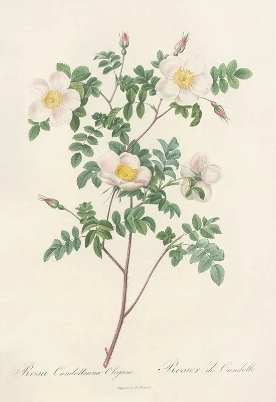 Rosa Candolleana Elegans Wall Art by Pierre Joseph Redouté - High-Resolution Digital Print
