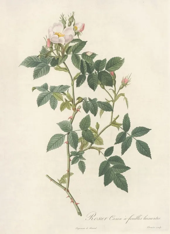Rosa Canina Nitens Wall Art by Pierre Joseph Redouté - High-Resolution Digital Print
