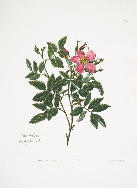 Rosa Cardina Wall Art by Mary Lawrance - High-Resolution Digital Print