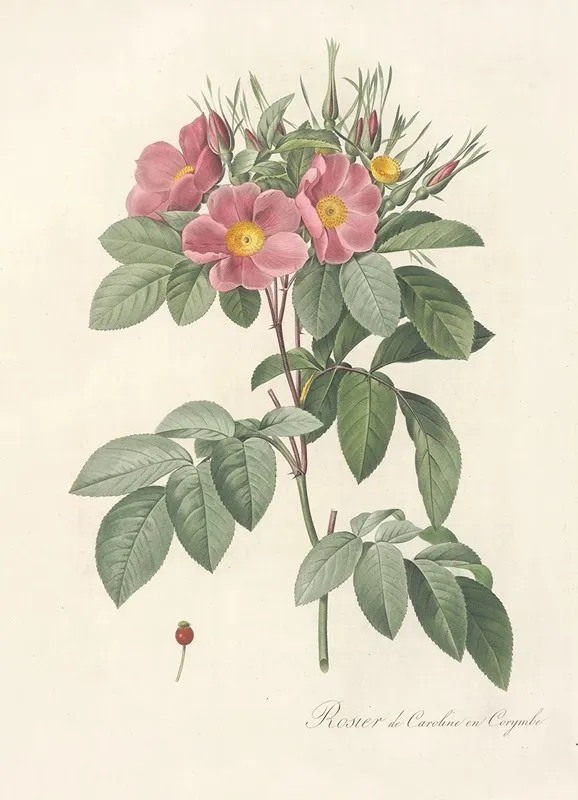 Rosa Carolina Corymbosa Wall Art by Pierre Joseph Redouté - High-Resolution Digital Print