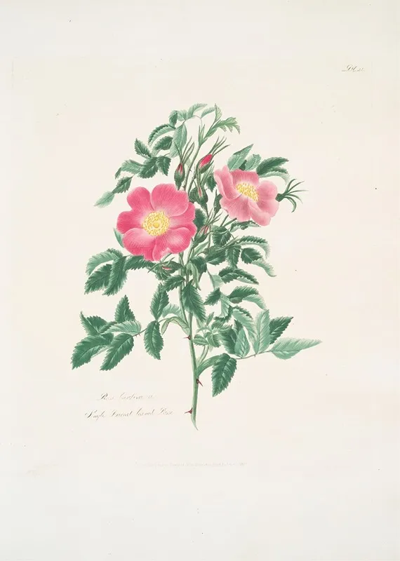 Rosa Carolina2 Wall Art by Mary Lawrance - High-Resolution Digital Print