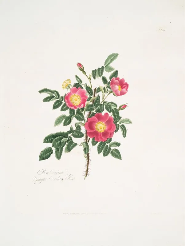 Rosa Carolina3 Wall Art by Mary Lawrance - High-Resolution Digital Print