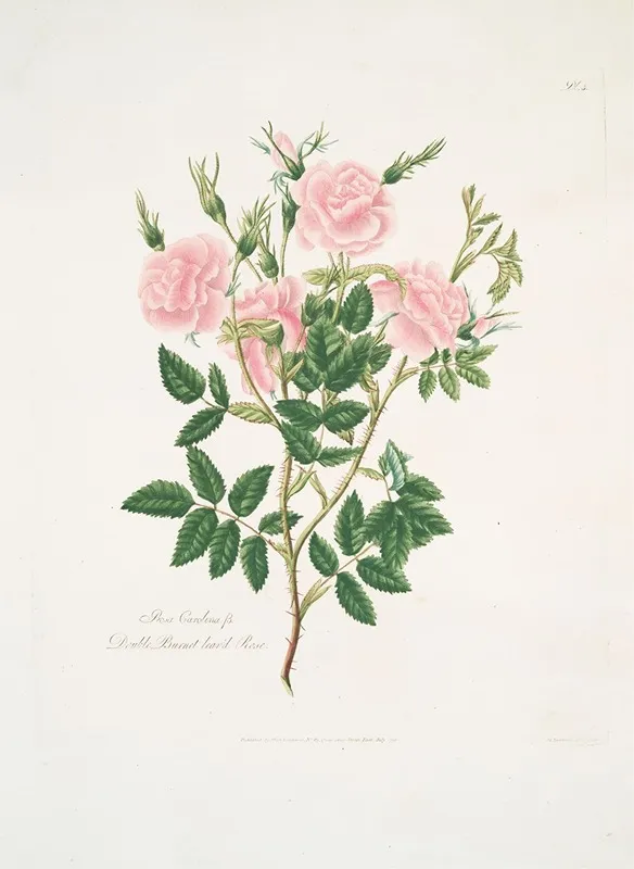 Rosa Carolina Wall Art by Mary Lawrance - High-Resolution Digital Print