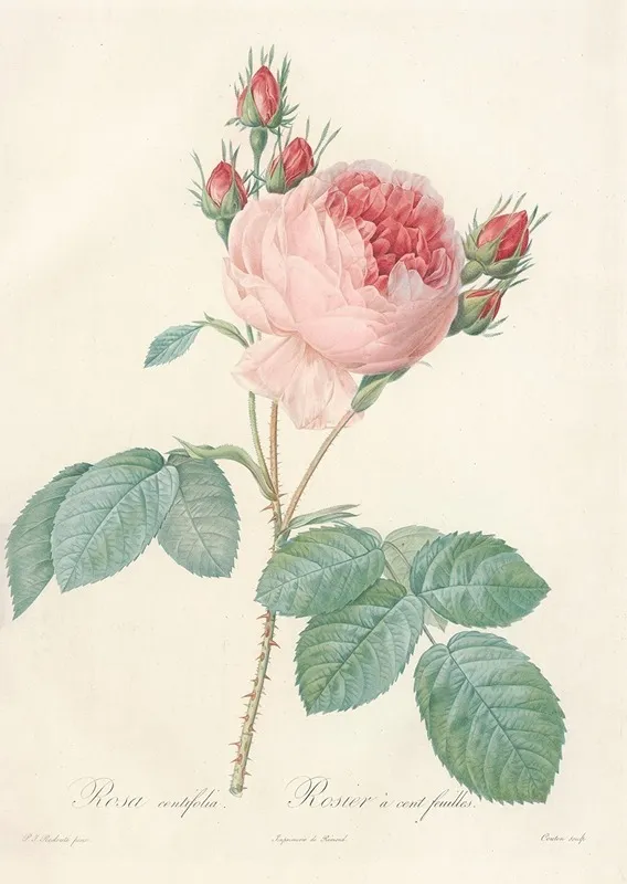 Rosa Centifolia 2 Wall Art by Pierre Joseph Redouté - High-Resolution Digital Print