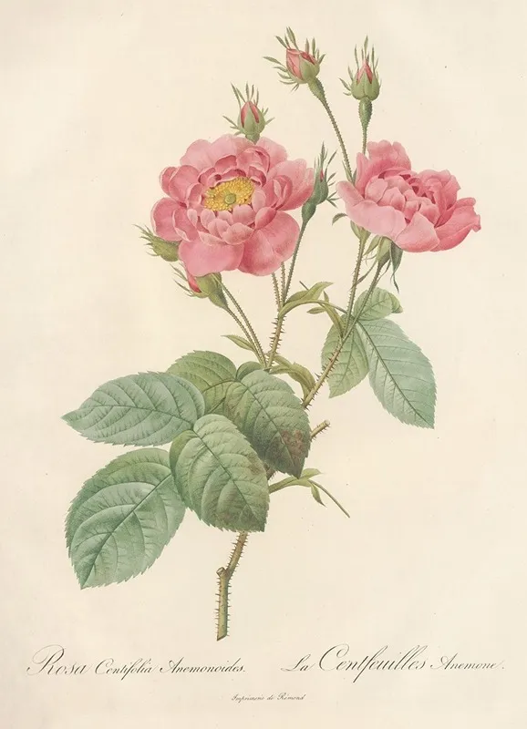 Rosa Centifolia Anemonoides Wall Art by Pierre Joseph Redouté - High-Resolution Digital Print