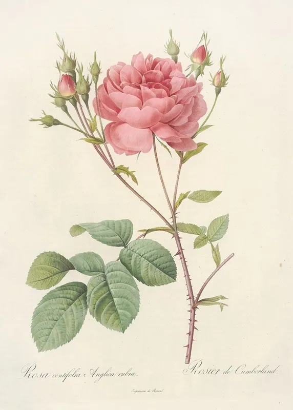 Rosa Centifolia Anglica Rubra Wall Art by Pierre Joseph Redouté - High-Resolution Digital Print