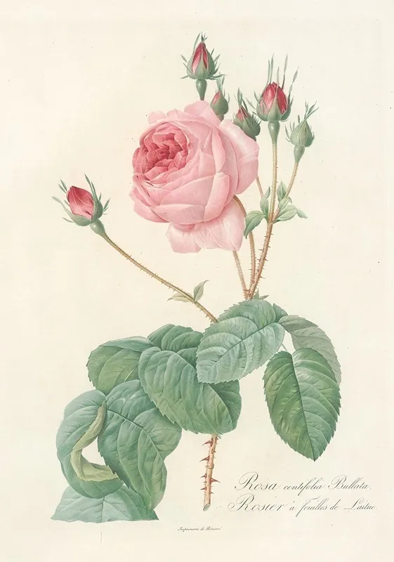 Rosa Centifolia Bullata Wall Art by Pierre Joseph Redouté - High-Resolution Digital Print