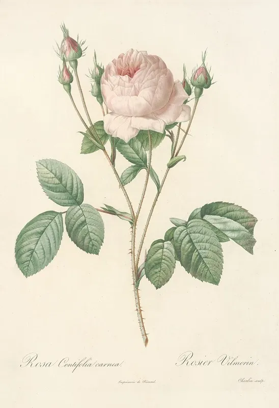 Rosa Centifolia Carnea Wall Art by Pierre Joseph Redouté - High-Resolution Digital Print