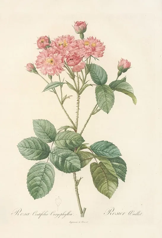 Rosa Centifolia Caryophyllea Wall Art by Pierre Joseph Redouté - High-Resolution Digital Print