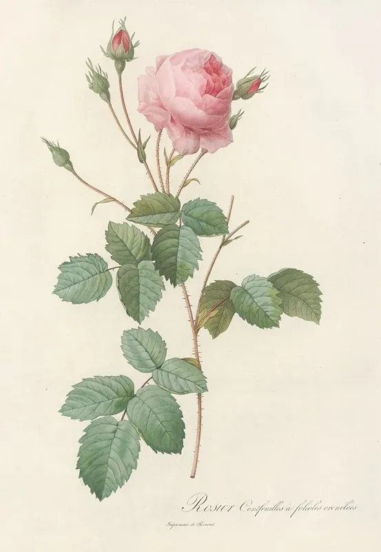 Rosa Centifolia Crenata Wall Art by Pierre Joseph Redouté - High-Resolution Digital Print