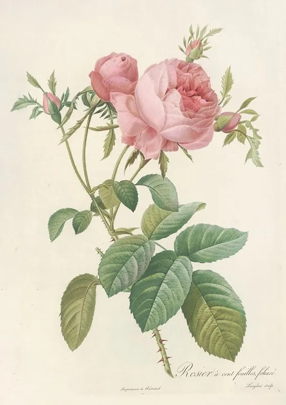 Rosa Centifolia Foliacea Wall Art by Pierre Joseph Redouté - High-Resolution Digital Print