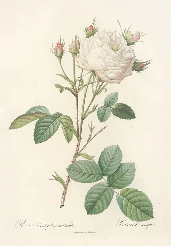 Rosa Centifolia Mutabilis Wall Art by Pierre Joseph Redouté - High-Resolution Digital Print