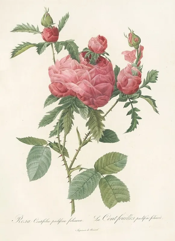 Rosa Centifolia Prolifera Foliacea Wall Art by Pierre Joseph Redouté - High-Resolution Digital Print