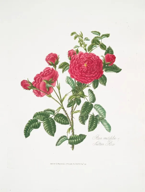 Rosa Centifolia3 Wall Art by Mary Lawrance - High-Resolution Digital Print