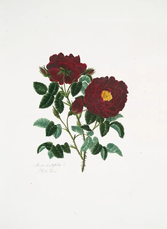 Rosa Centifolia4 Wall Art by Mary Lawrance - High-Resolution Digital Print