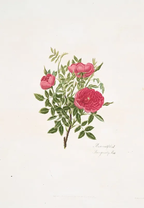 Rosa Centifolia5 Wall Art by Mary Lawrance - High-Resolution Digital Print