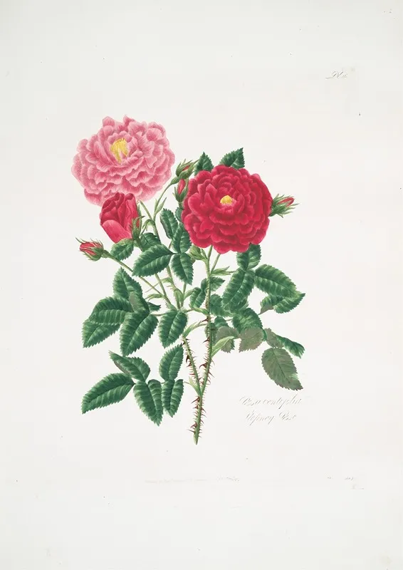 Rosa Centifolia6 Wall Art by Mary Lawrance - High-Resolution Digital Print