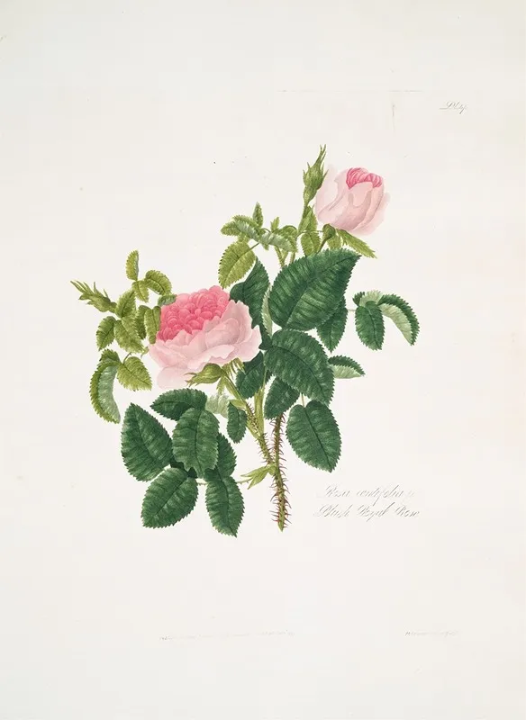 Rosa Centifolia7 Wall Art by Mary Lawrance - High-Resolution Digital Print