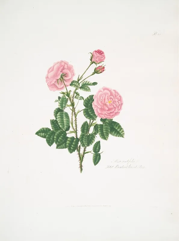 Rosa Centifolia8 Wall Art by Mary Lawrance - High-Resolution Digital Print