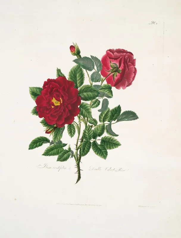Rosa Centifolia Wall Art by Mary Lawrance - High-Resolution Digital Print