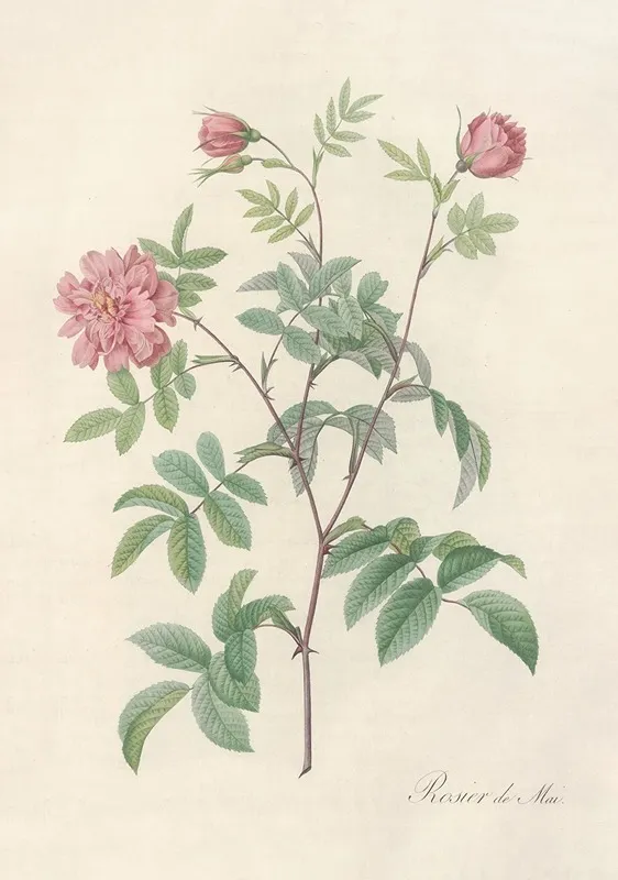 Rosa Cinnamomea Maialis Wall Art by Pierre Joseph Redouté - High-Resolution Digital Print