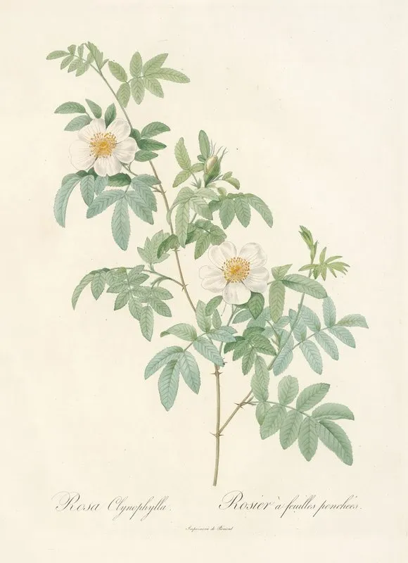 Rosa Clynophylla Wall Art by Pierre Joseph Redouté - High-Resolution Digital Print