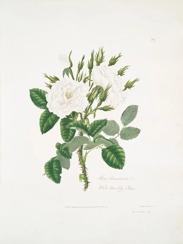Rosa Damascena 2 Wall Art by Mary Lawrance - High-Resolution Digital Print