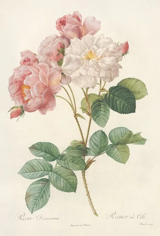 Rosa Damascena 3 Wall Art by Pierre Joseph Redouté - High-Resolution Digital Print