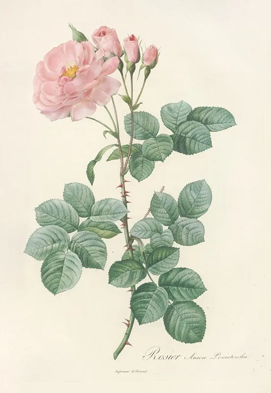 Rosa Damascena Aurora Wall Art by Pierre Joseph Redouté - High-Resolution Digital Print