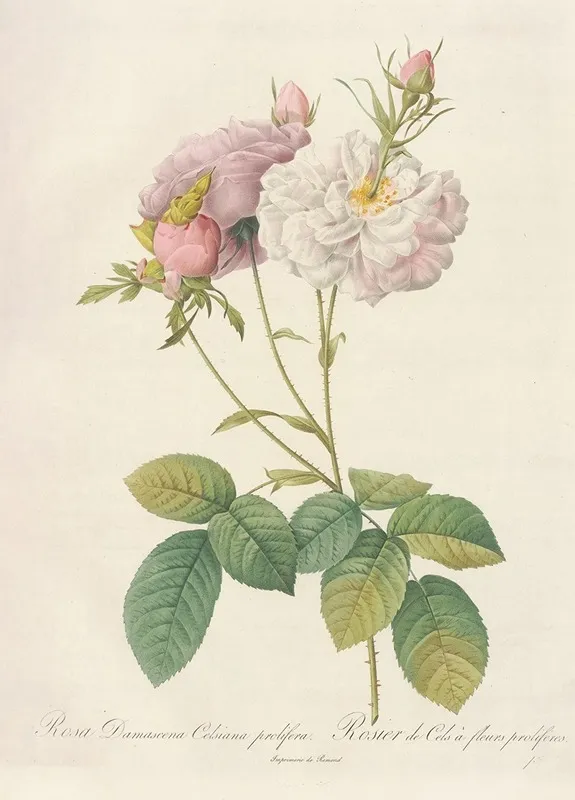 Rosa Damascena Celsiana Prolifera Wall Art by Pierre Joseph Redouté - High-Resolution Digital Print